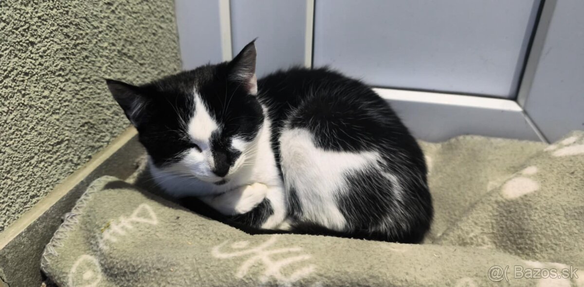 Darujem mačiatko - 2