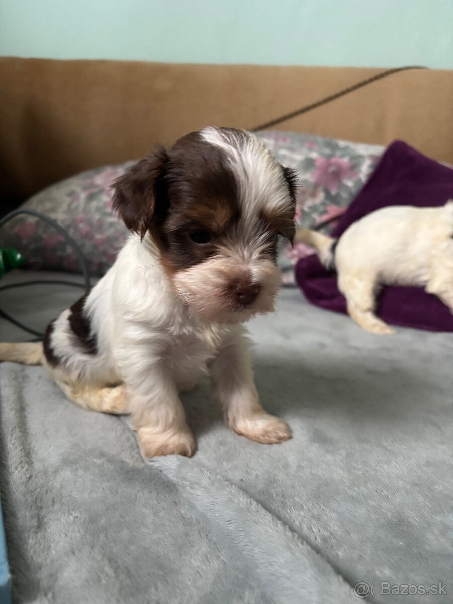 Biewer yorkshire terier - 2