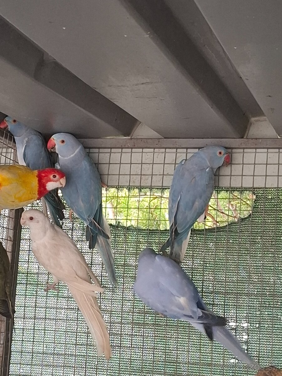 Alexander maly hch - 2