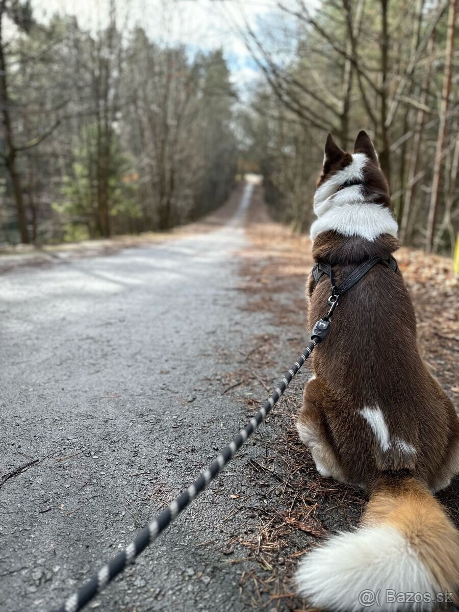 Husky šteniatka-rezervácia - 2