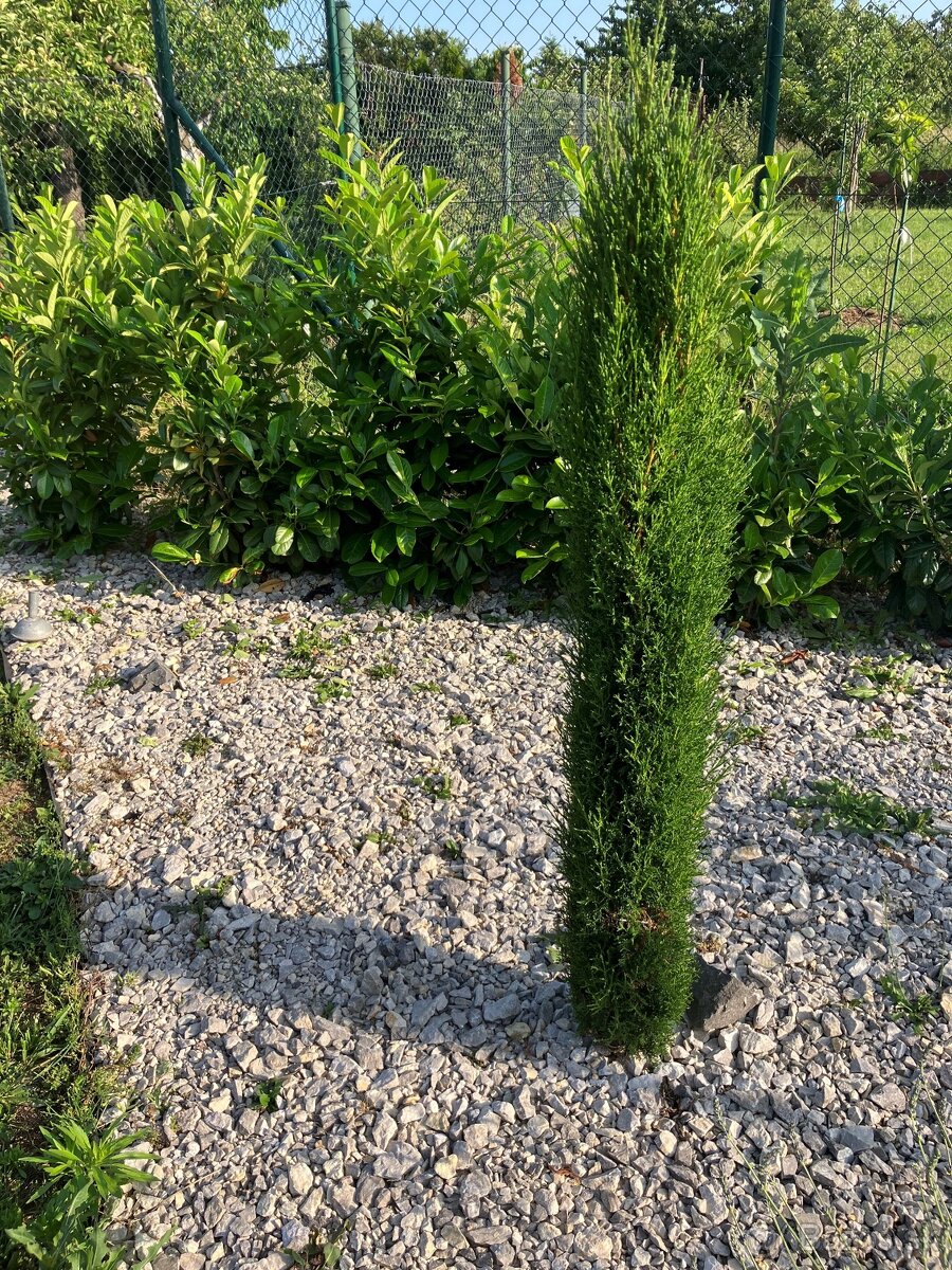 Predám stĺpovité cyprušteky – Cyprus Totem - 2