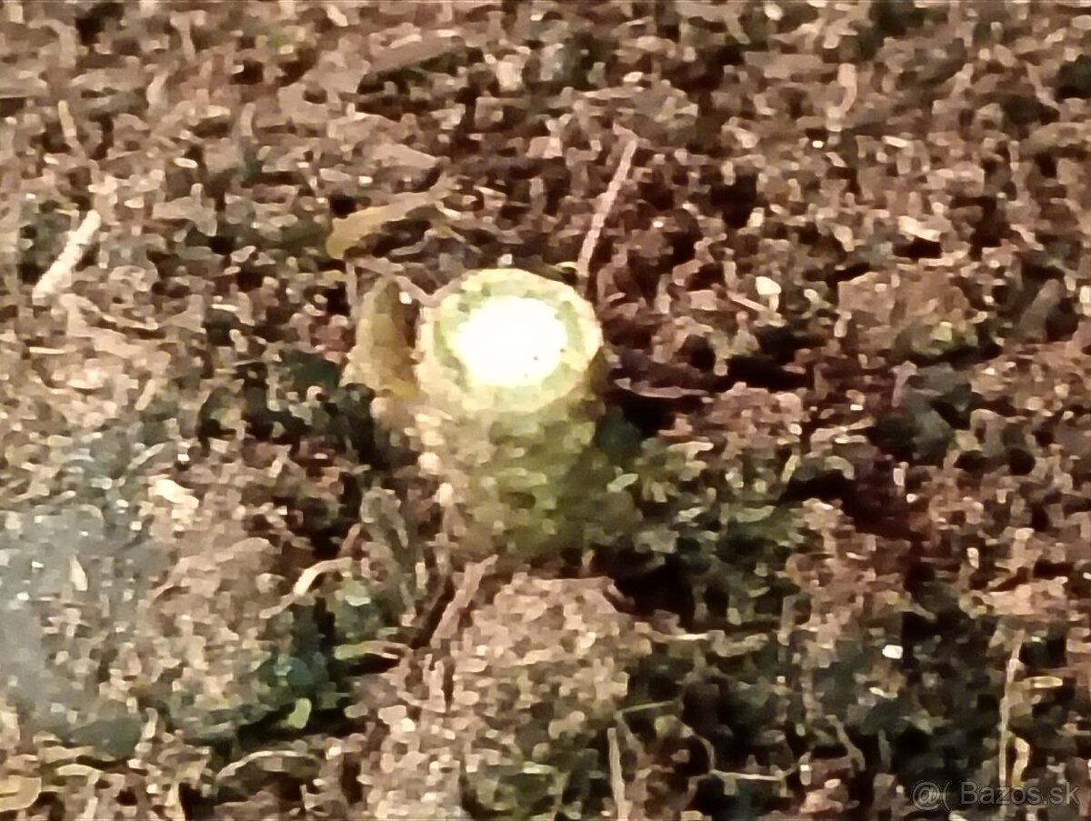 Paulovnia sadenice - 2