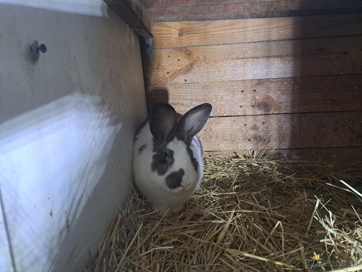 Králik - 2