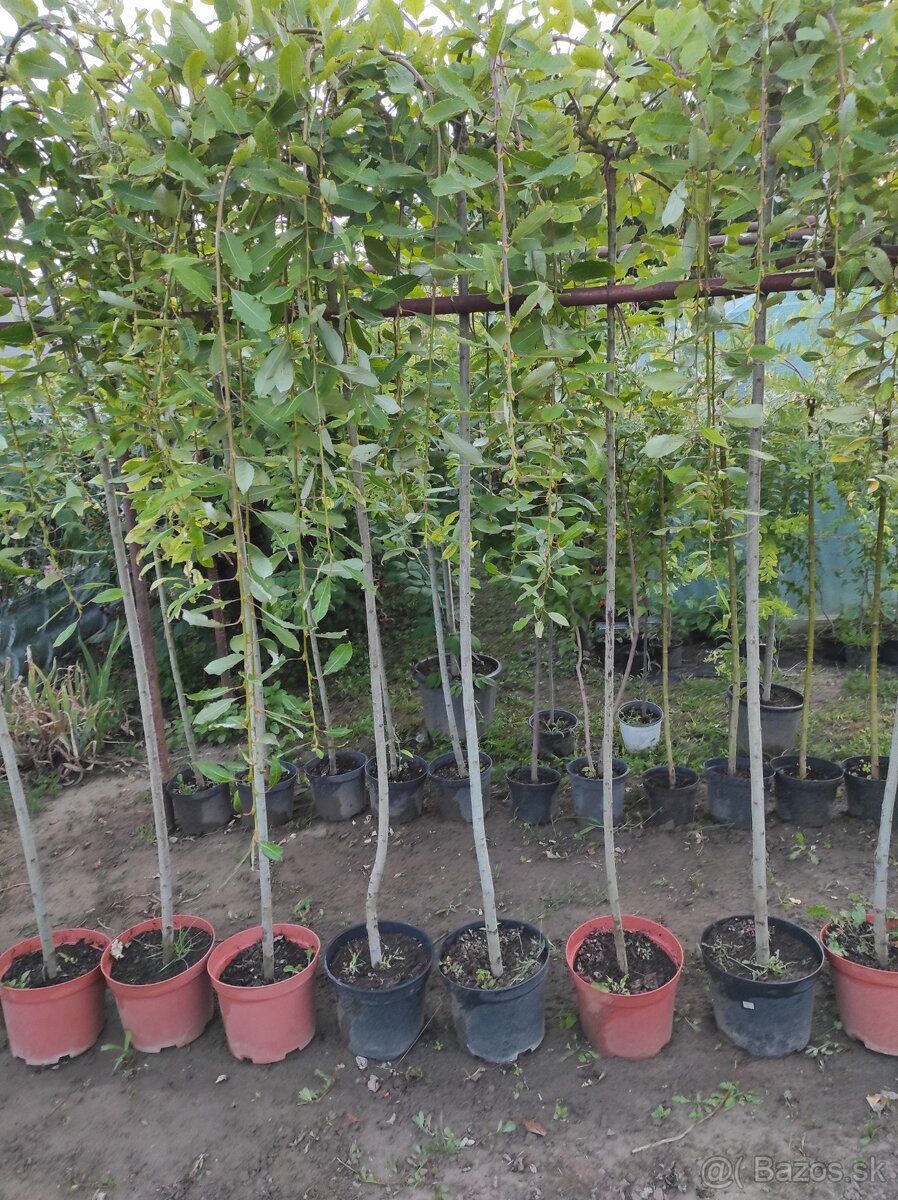 Predám okrasné a ovocné stromčeky v kontajneroch - 2
