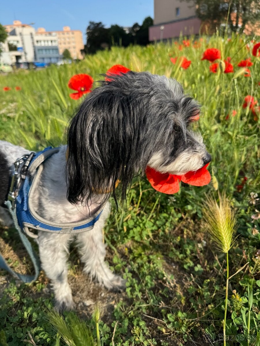 Maltezsky-bolonský psík - 2