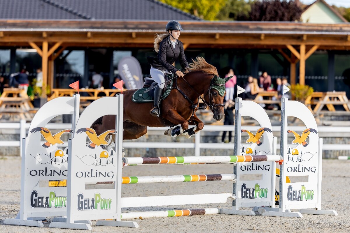 Charakterní klisna Welsh Cob - 2