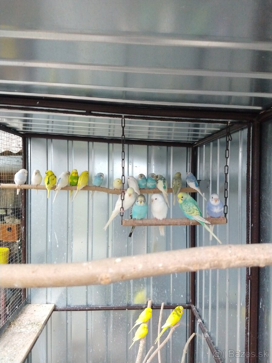 Zebričky, Neofémy, andulky - 2