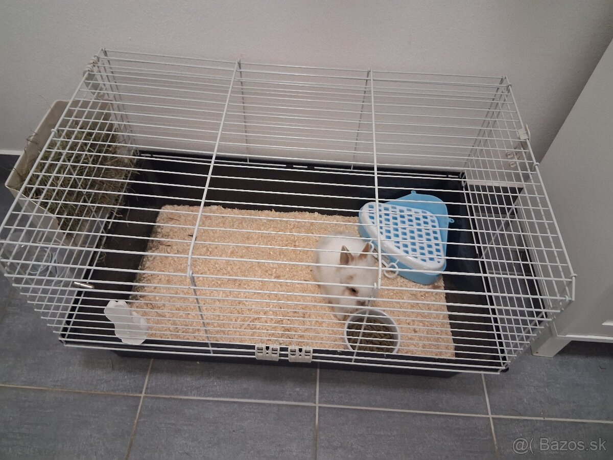 Predám zajačika Teddy - 2