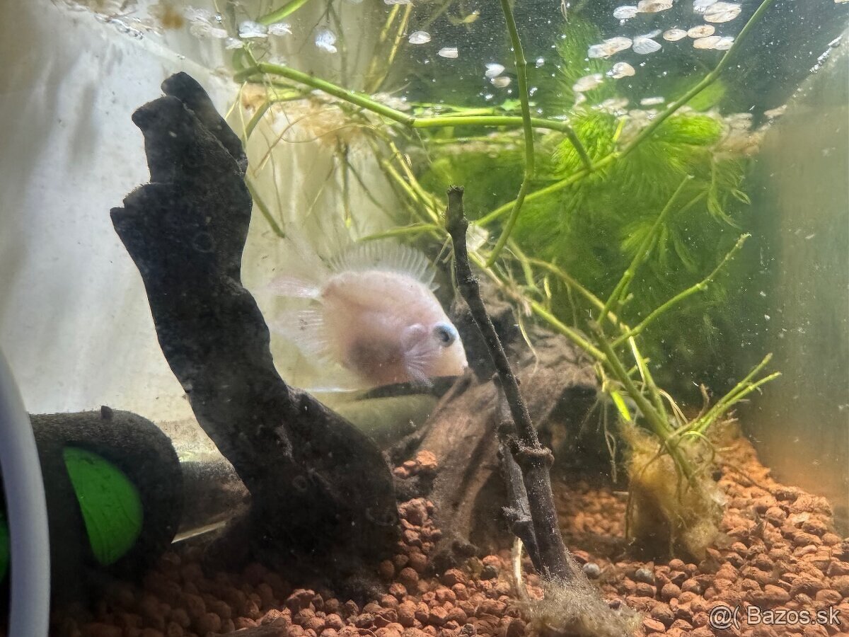 SÚRNE DARUJEM CICHLIDY MINI PARROT - 2