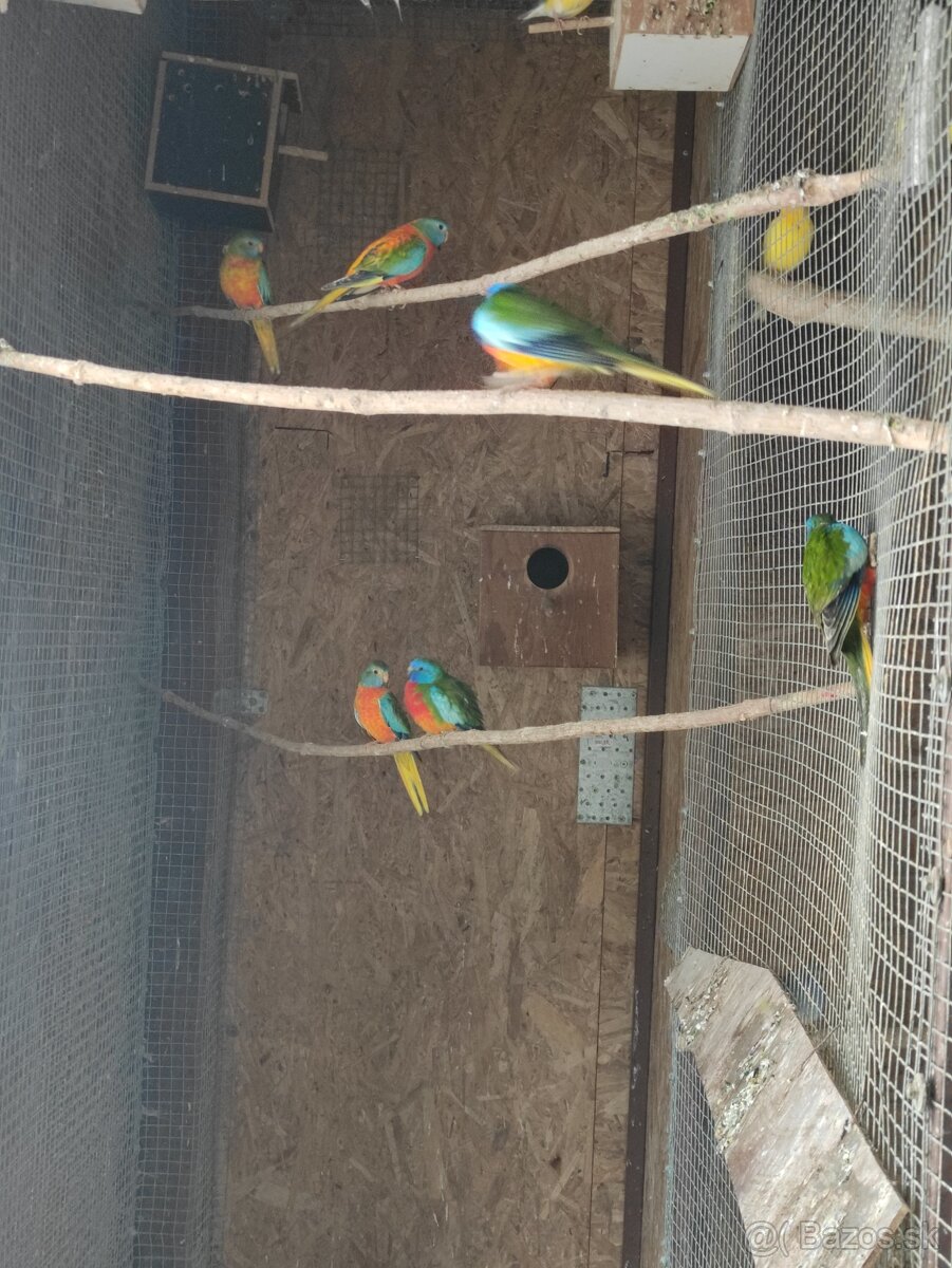 Neofema modrohlava - 2