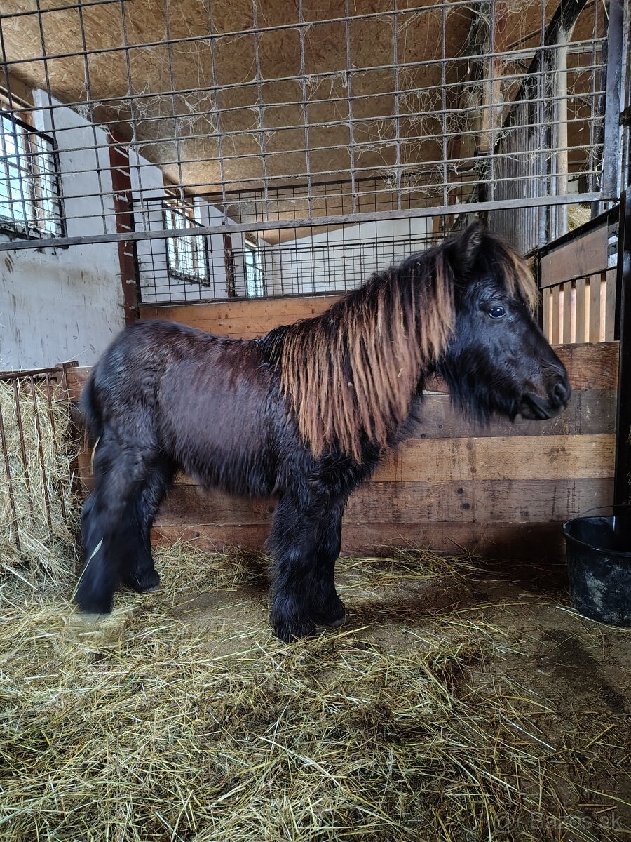 Mini poník - žrebec - 2