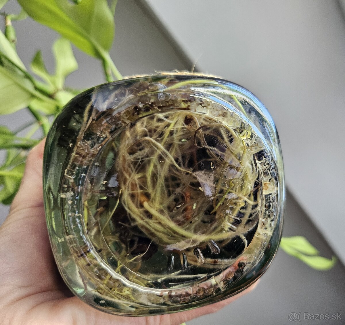 Rhaphidophora tetrasperma (Monstera Minima) - 2