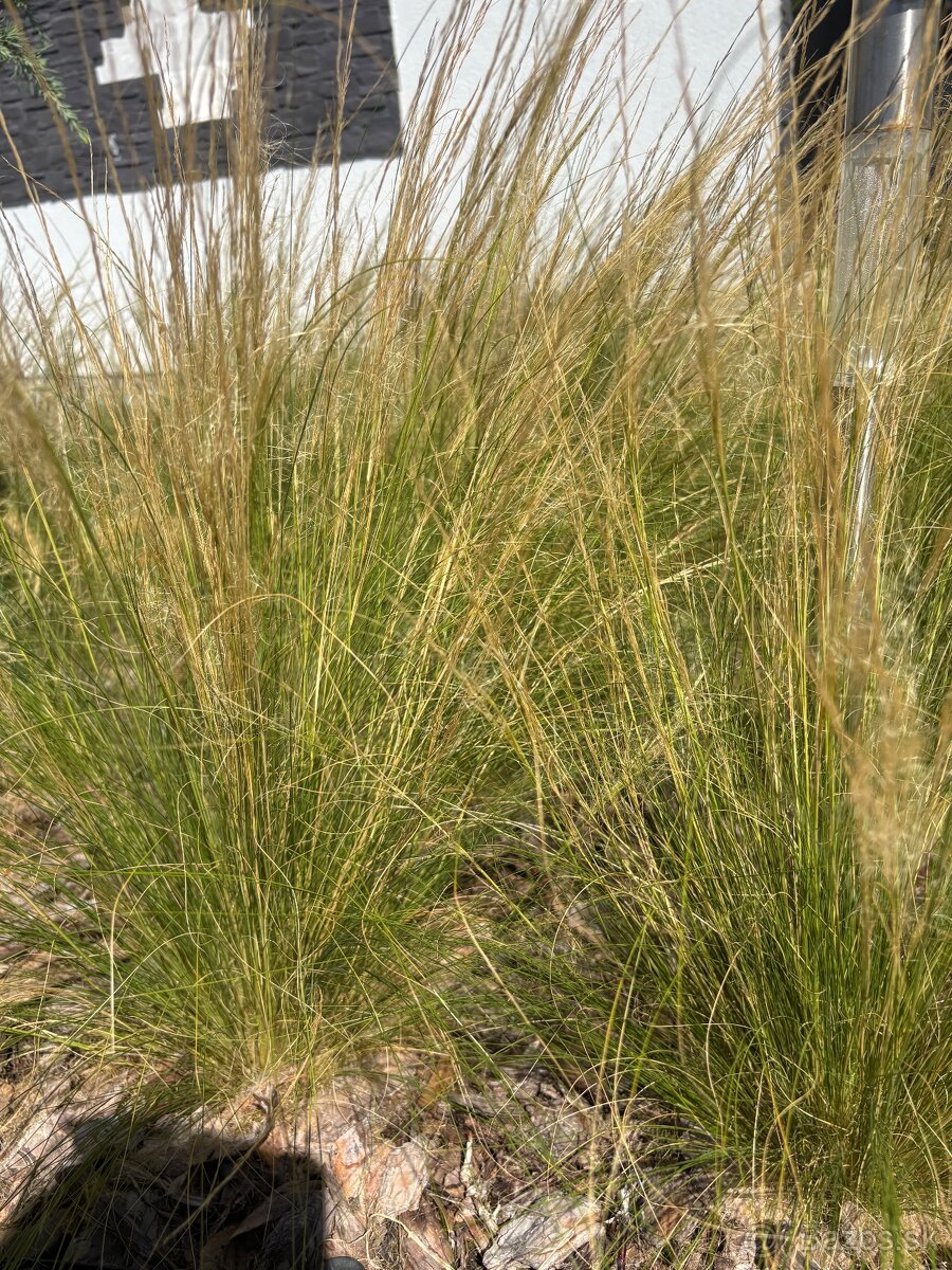 Tráva Stipa Tenuissima “Pony Tails” - 2