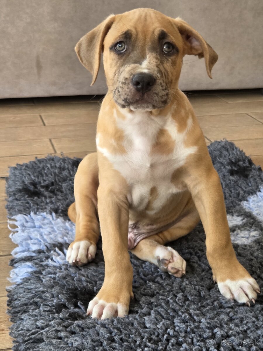 American Bully XL s PP - 2