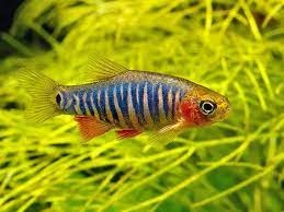 Razbora barmská (danio barmské ) - 2