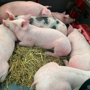 Predám krásne odstavcata - 2