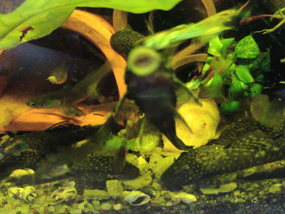 Prísavník obyčajný Ancistrus DARUJEM - 2