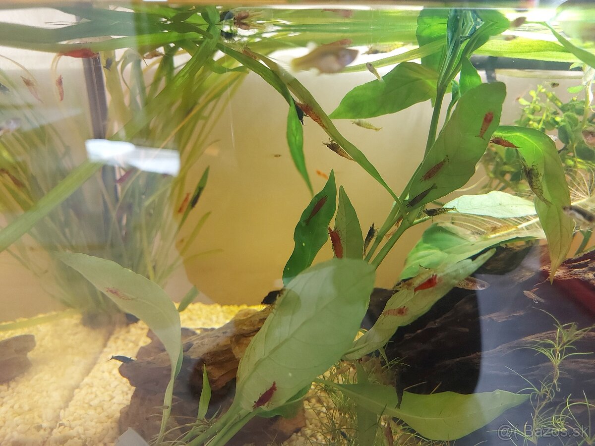 Mini krevetky neocaridina - 2