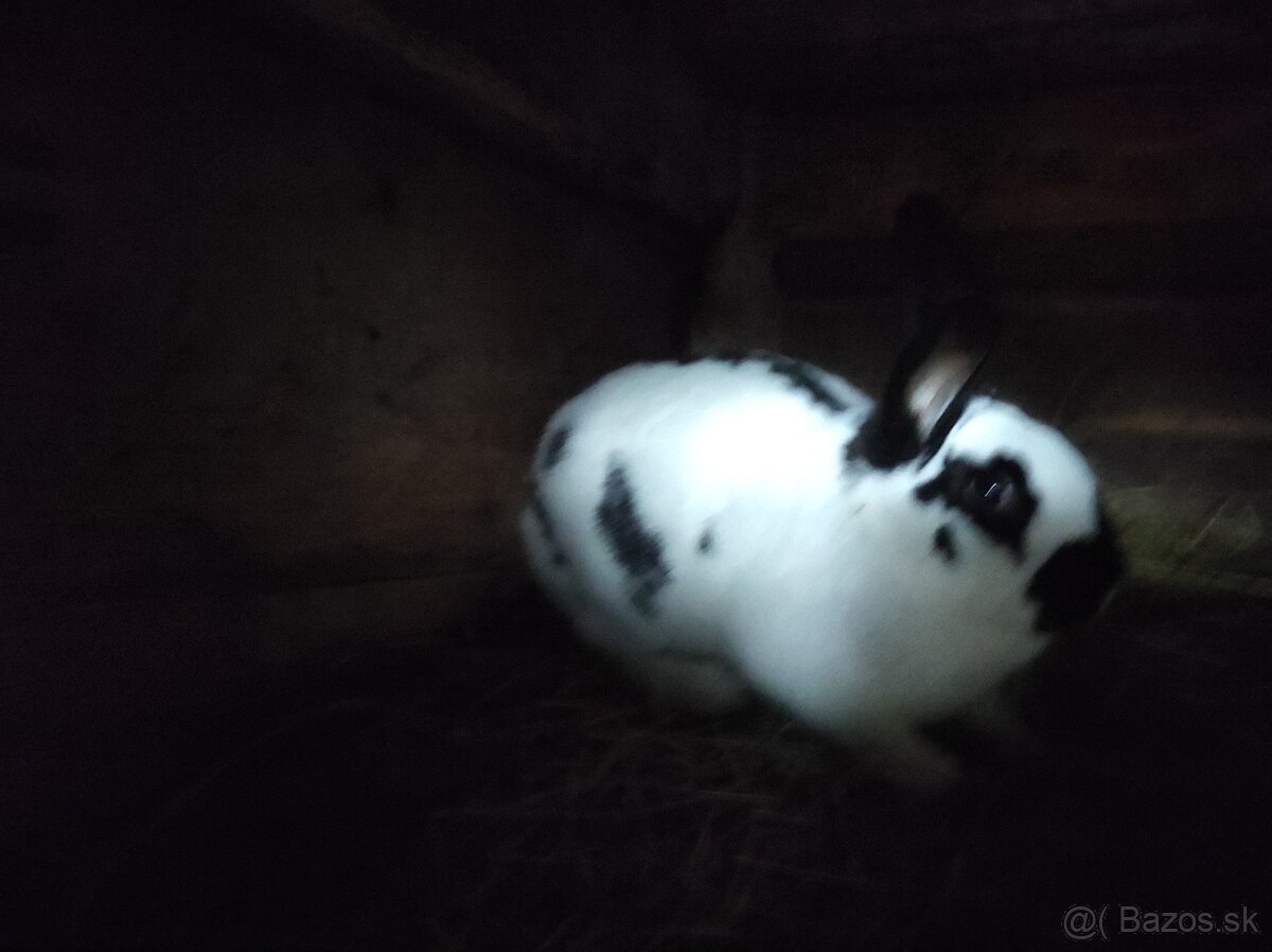 Strakaté králiky - 2