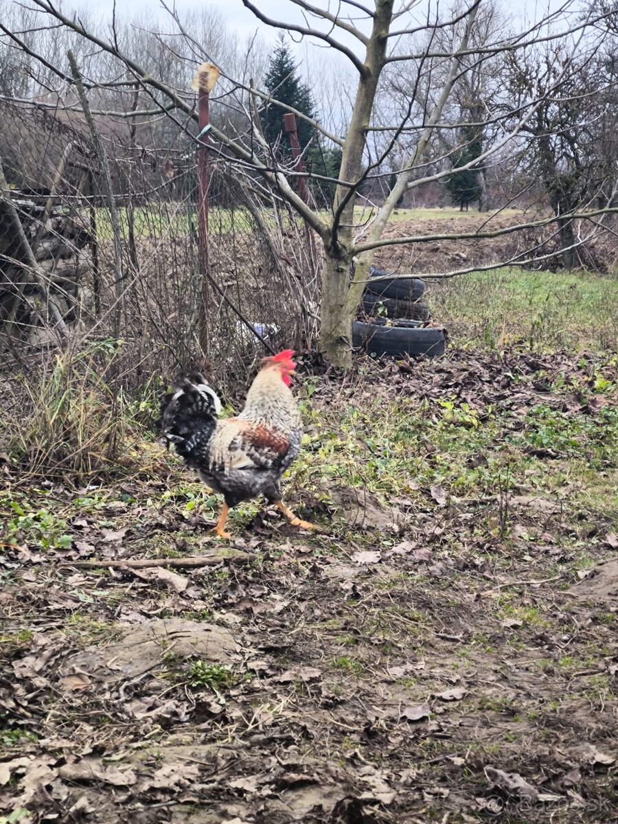 Kohúty Cream Legbar - 2