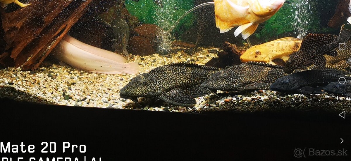 Prísavník gibiceps - 2