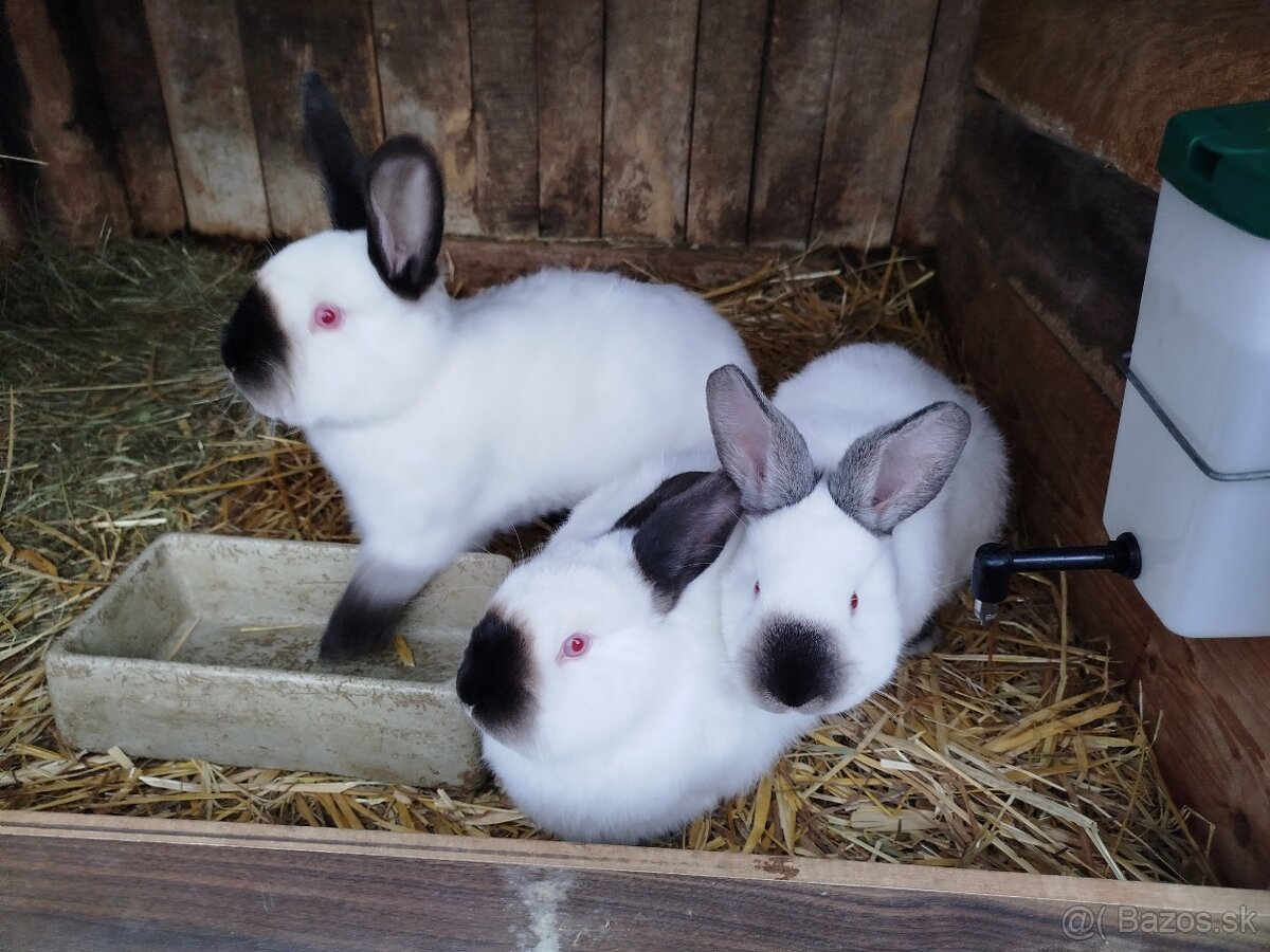 Kalifornský králik - 2