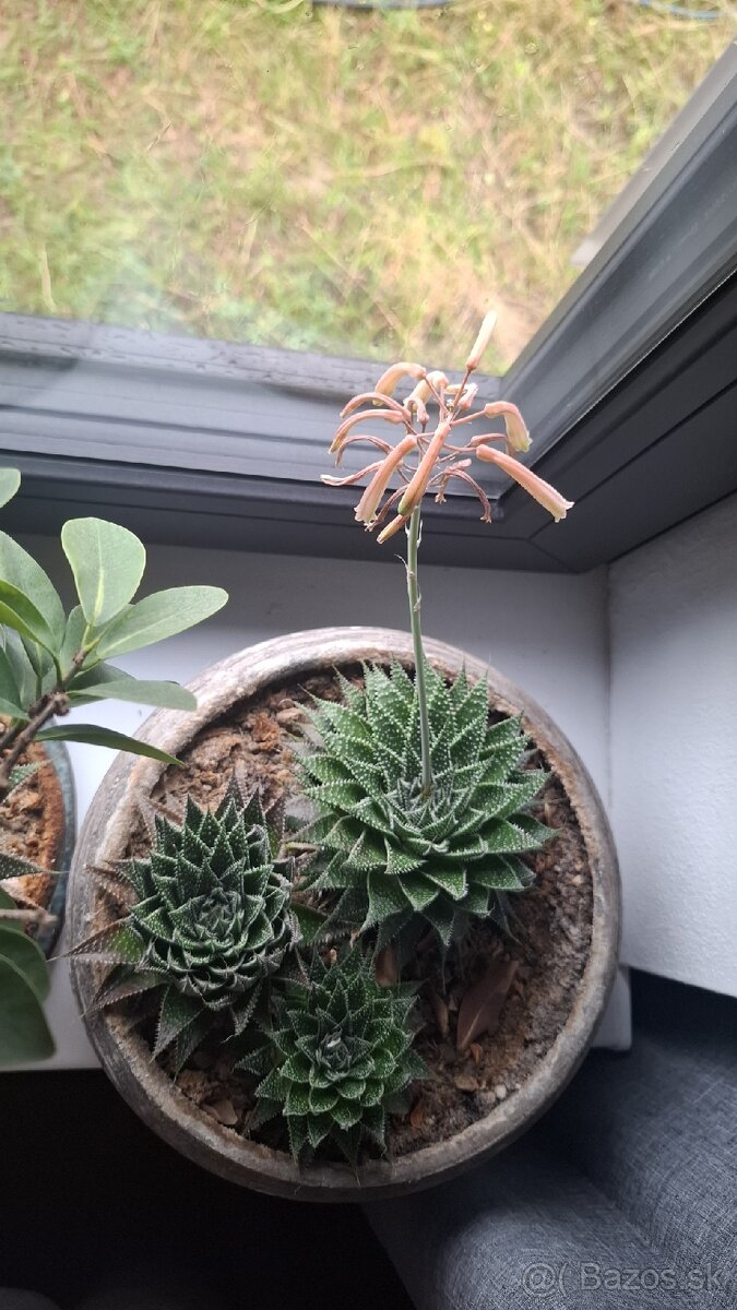 Aloe aristata - 2