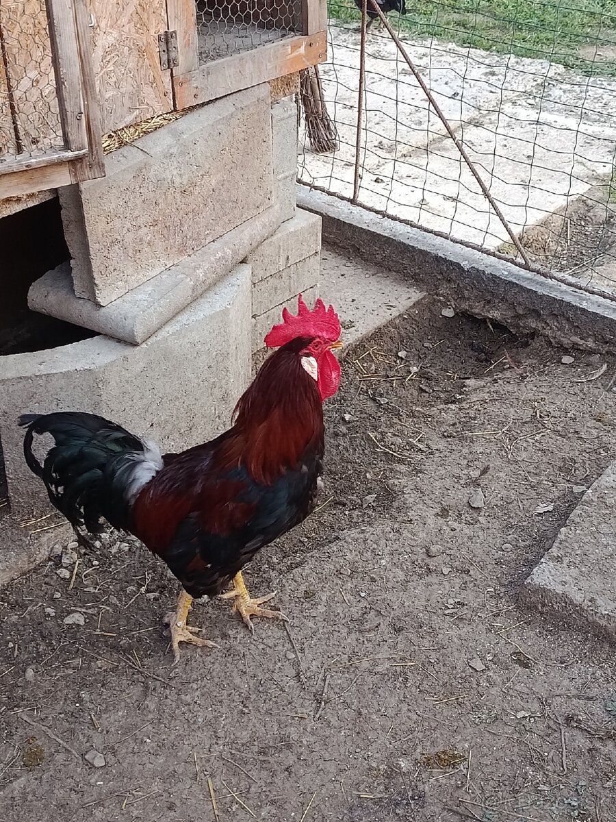 Vlaška Jarabičia Kohút - 2