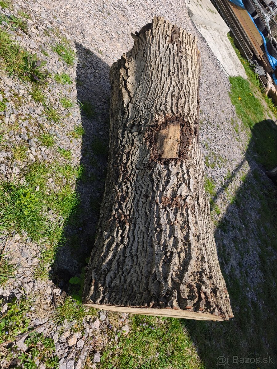 Orechové drevo, kmeň orecha - 2