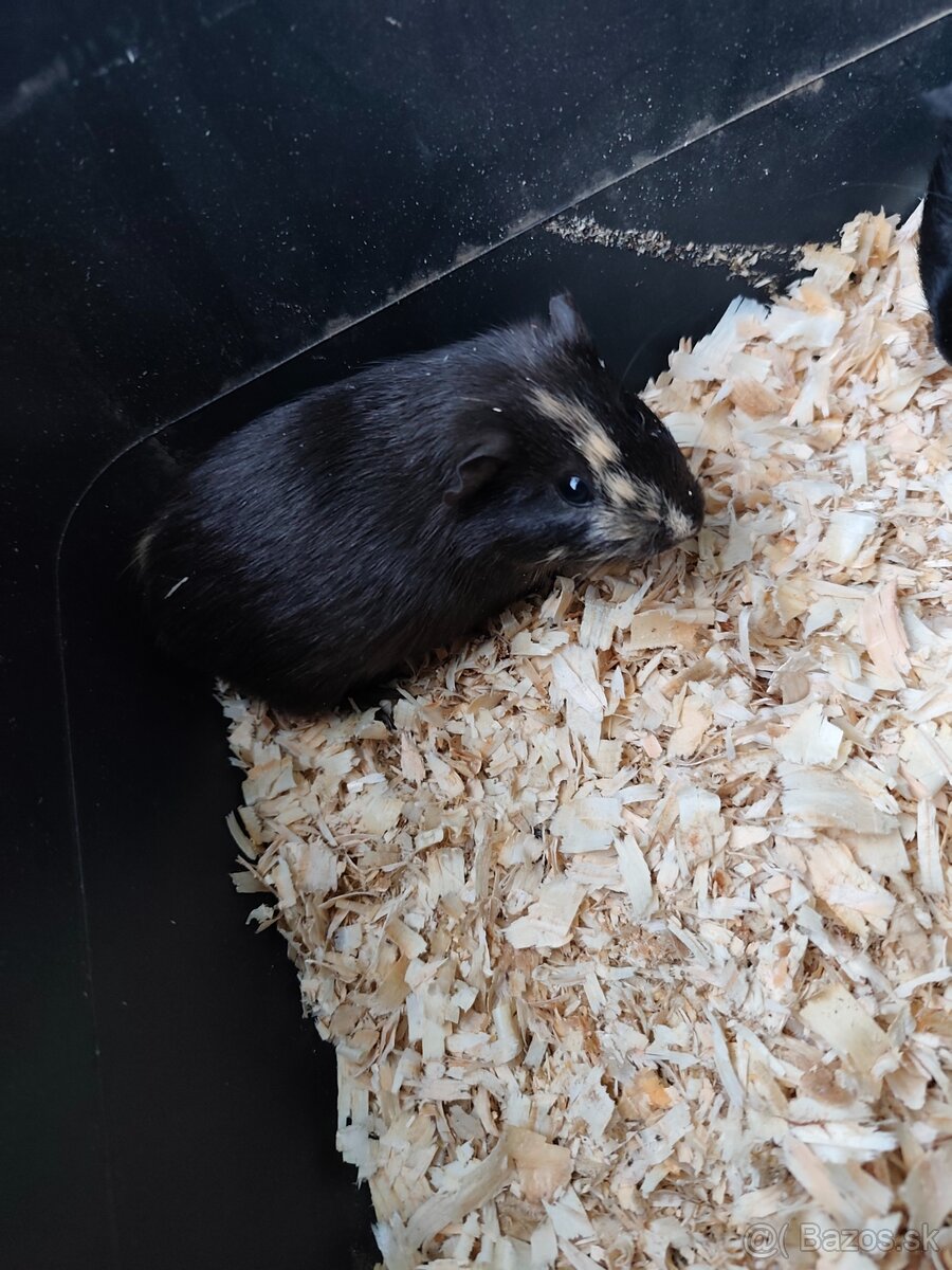 Morča - 2
