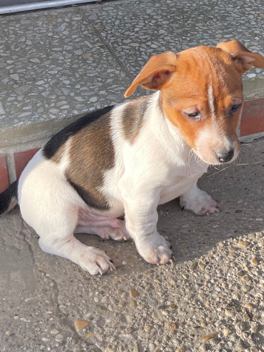 Darujem 11 mesačných psíkov - 2