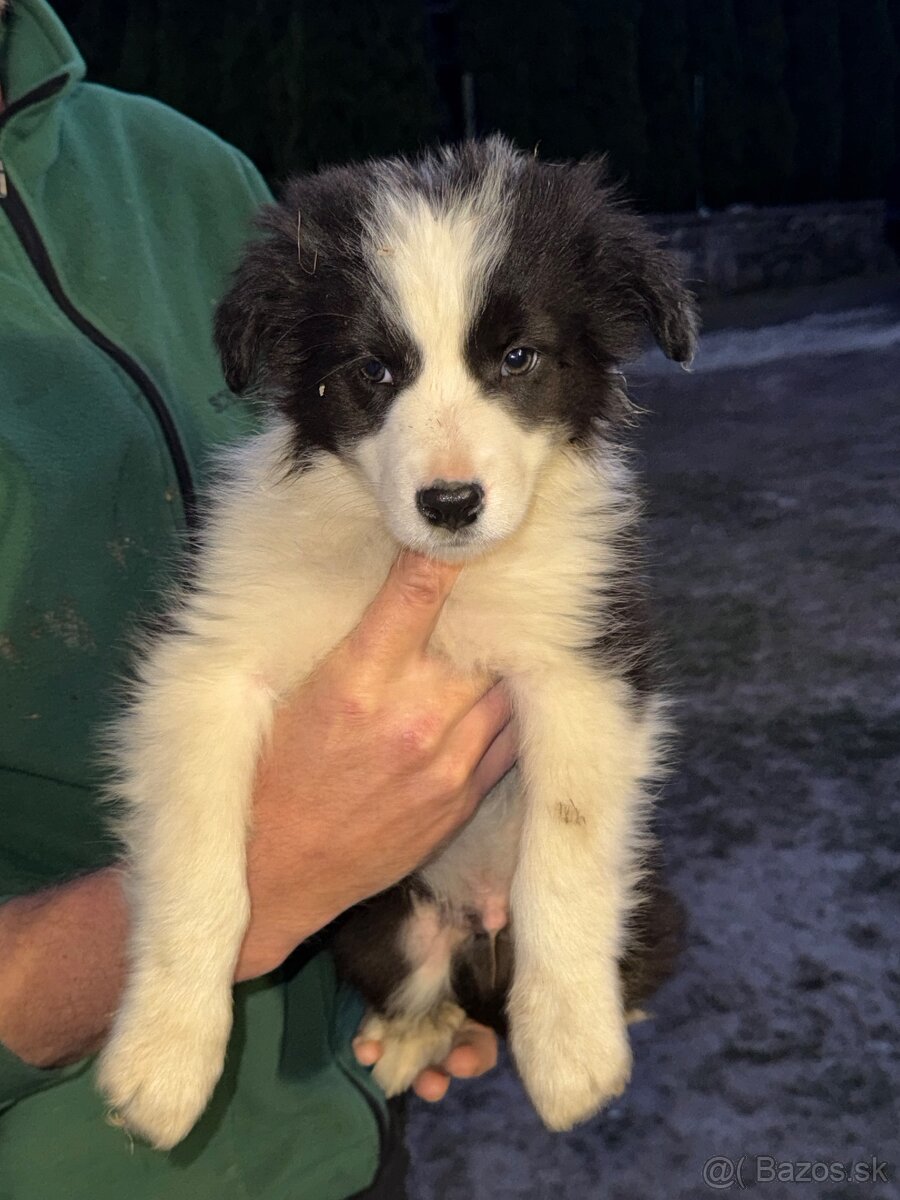 🐾Na predaj šteniatká Border Kólie🐾 - 2