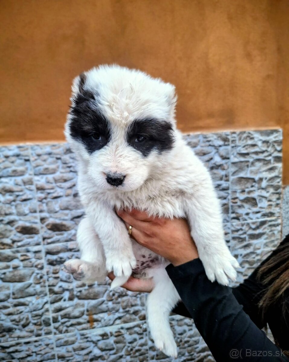 Stredoázijský ovčiak- šteniatká - 2