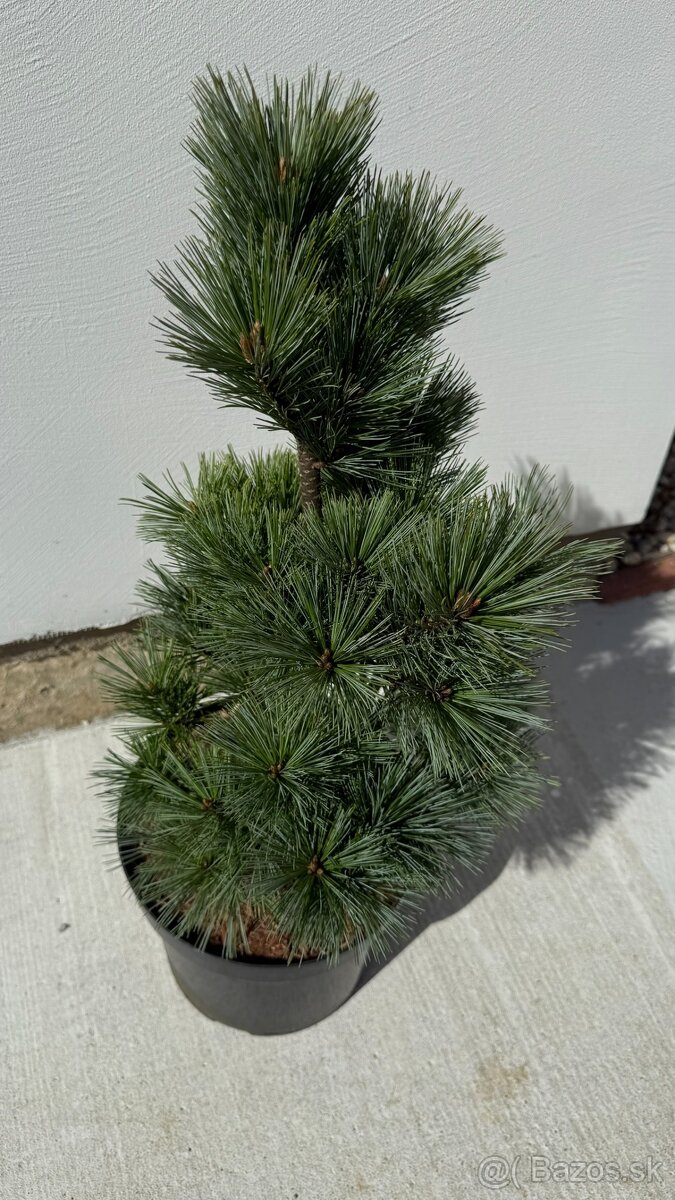 Borovica hladká Secrest 50 cm - 2