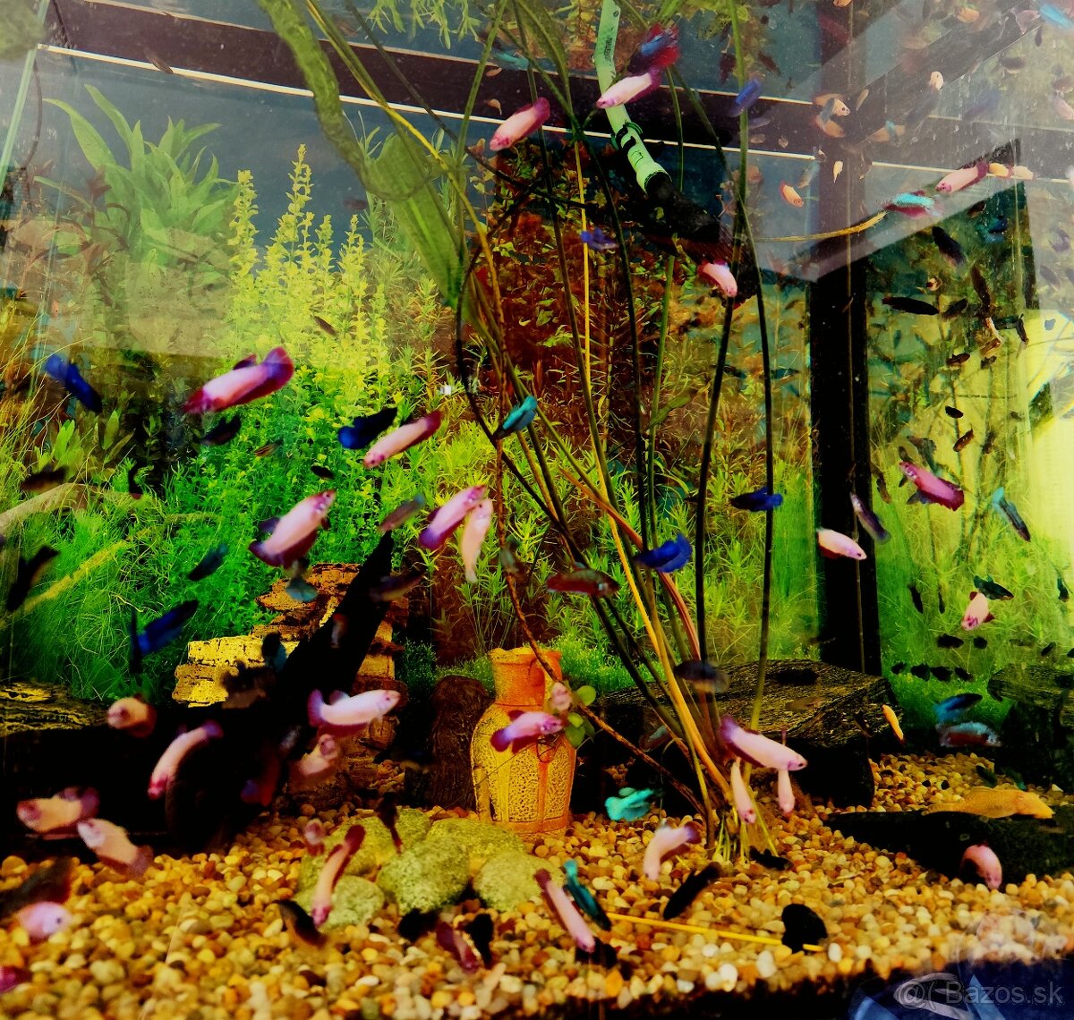 Betta Splendens - Bojovnica Pestrá. - 2