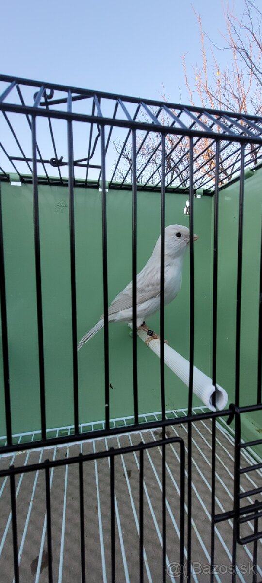 Predám Kanáriky,Kanáre - 2