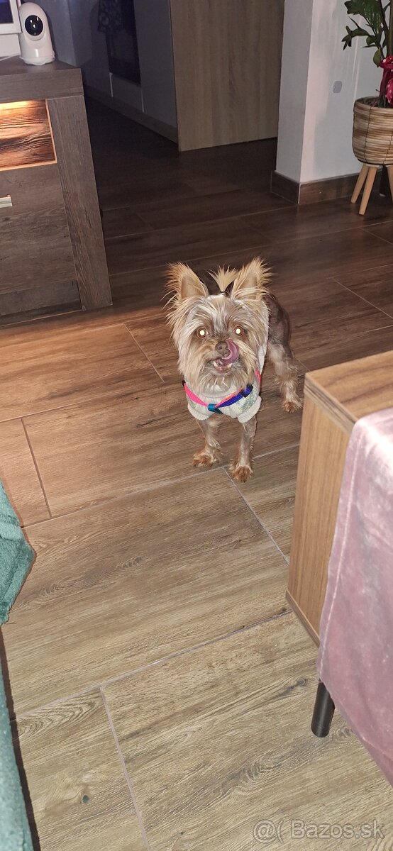 Yorkshirsky terier - 2