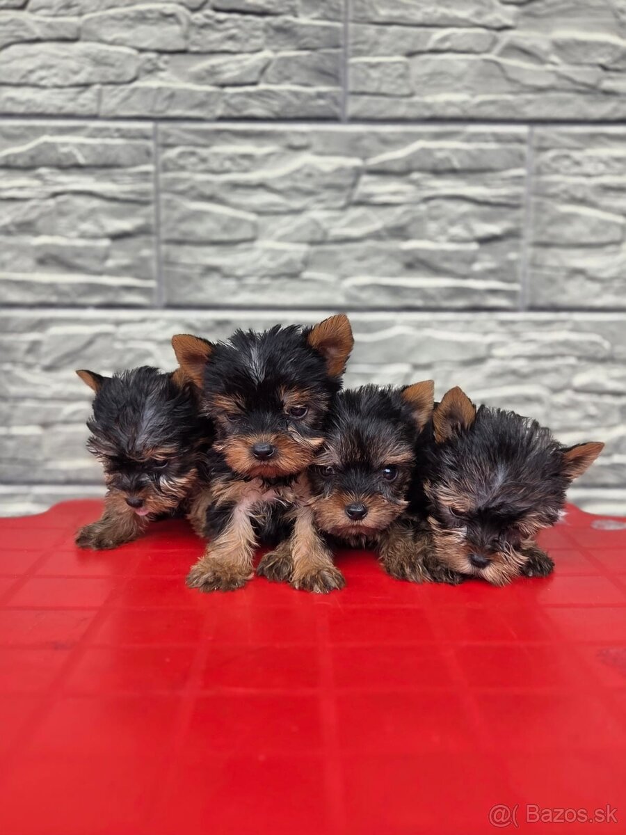 Yorkshirsky terier - 2