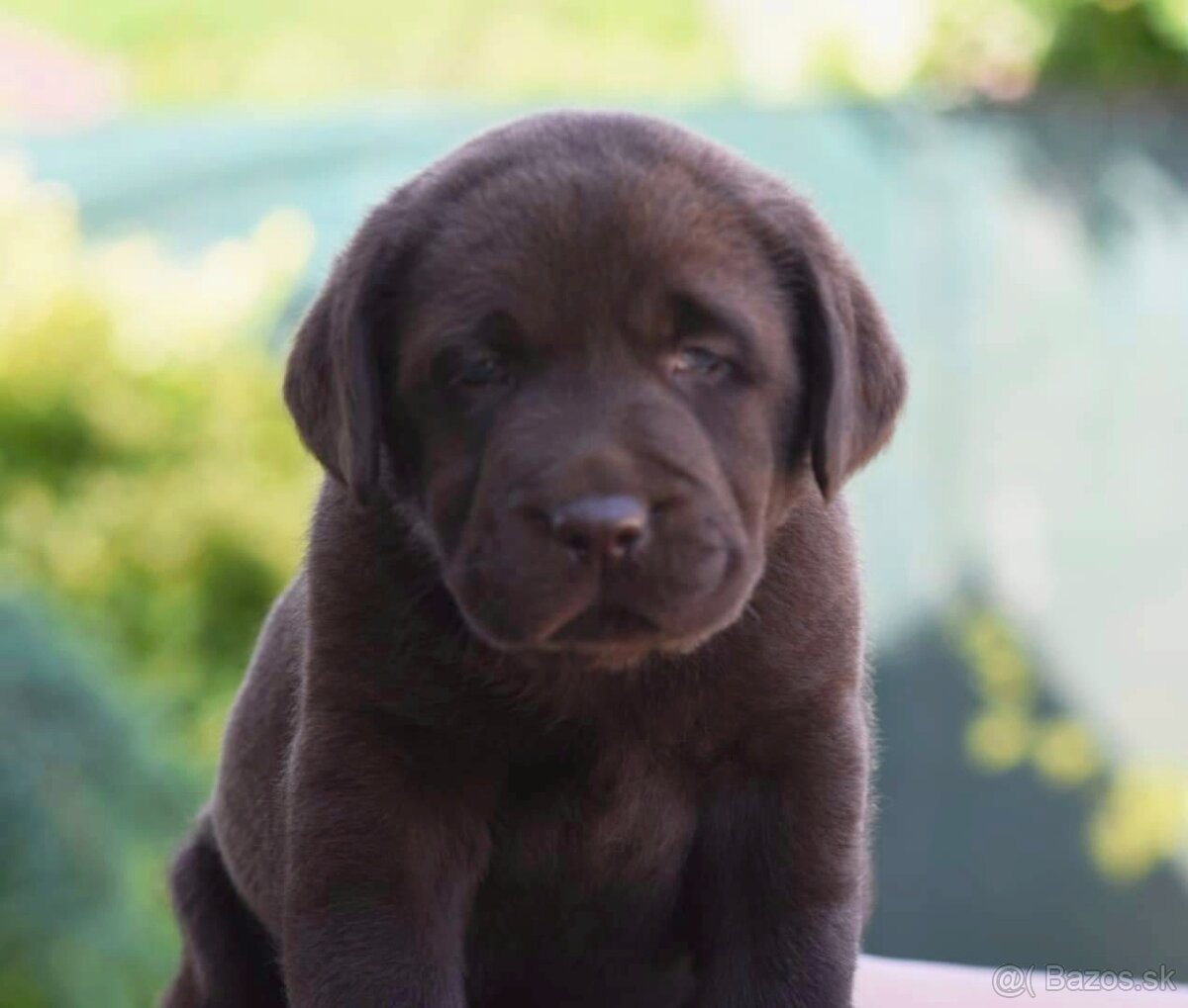 Labrador retriever s PP , Labradorsky retriever - 2