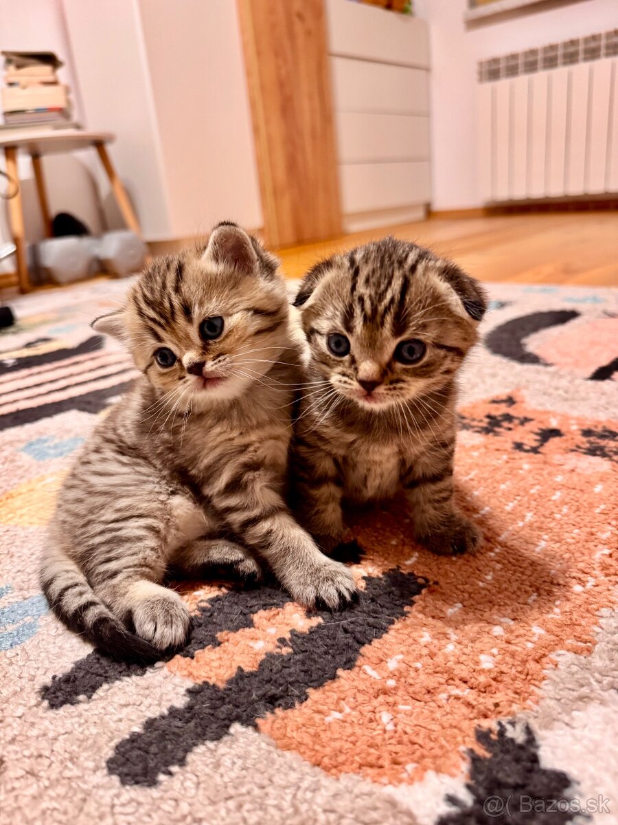 Scottish fold, straight, škótske mačiatka s PP - 2