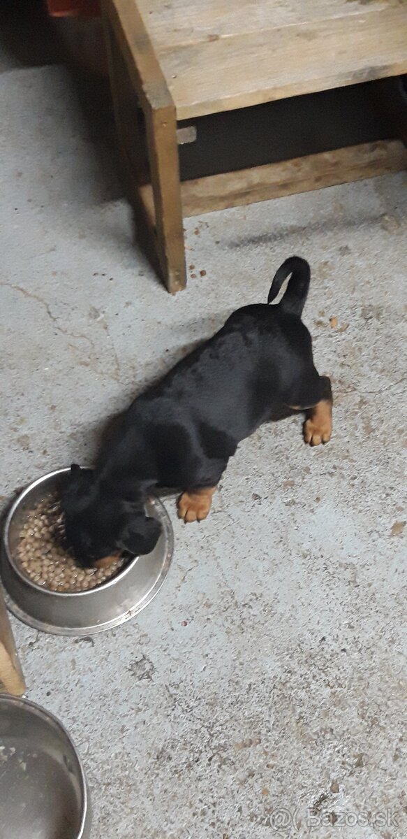 Šteniatka slovenský kopov - 2