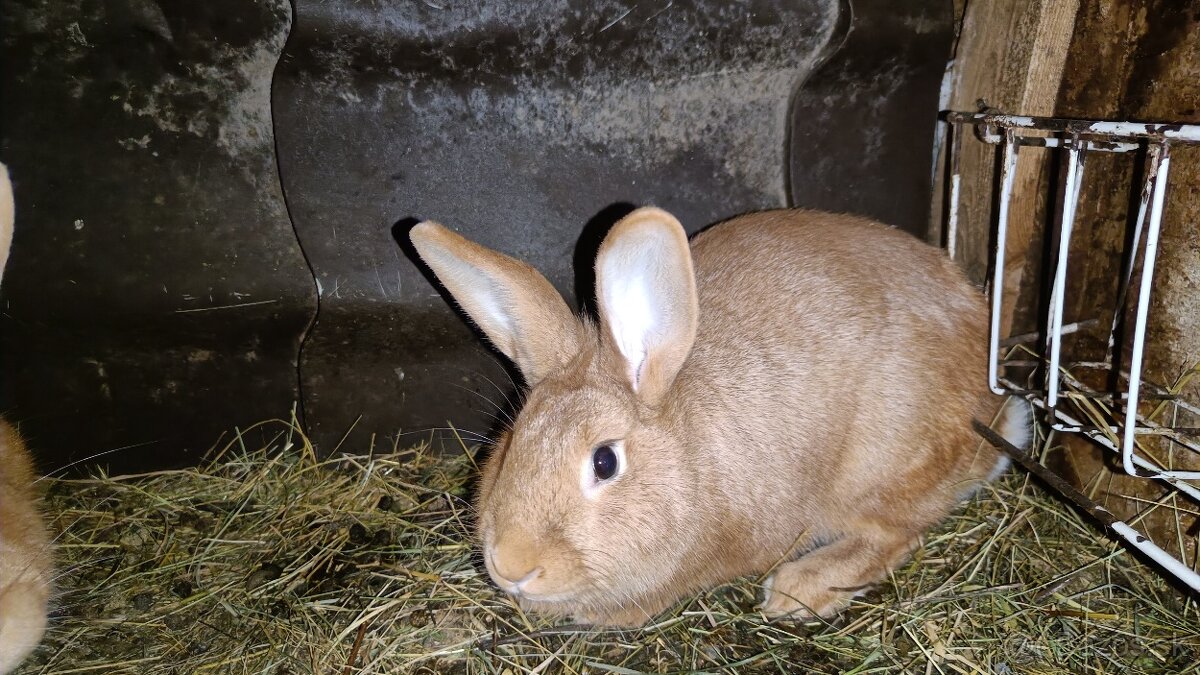 Predám Burgundského králika - 2