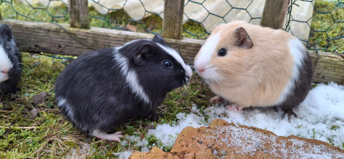 Predám morské prasiatka - 2