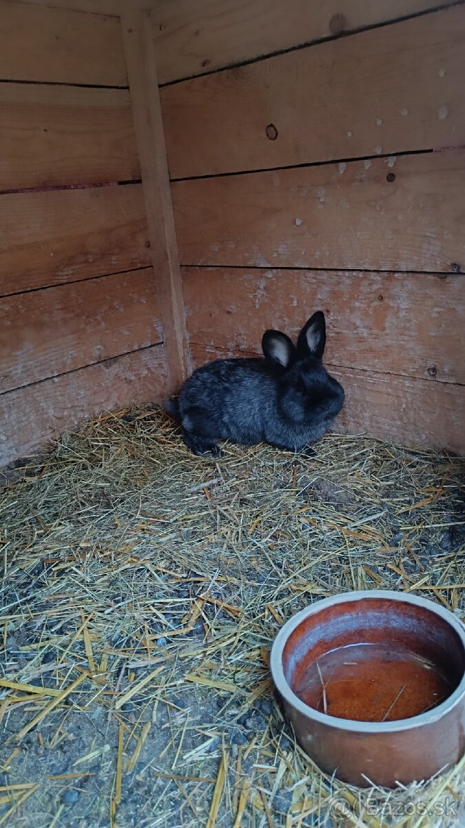 Králik - 2