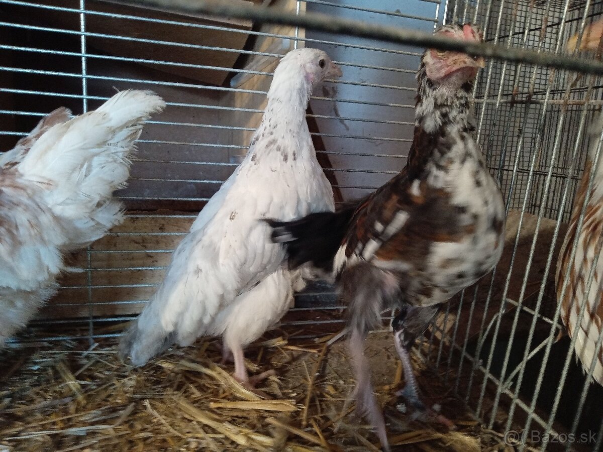 Predám 4 kuriatka - 2