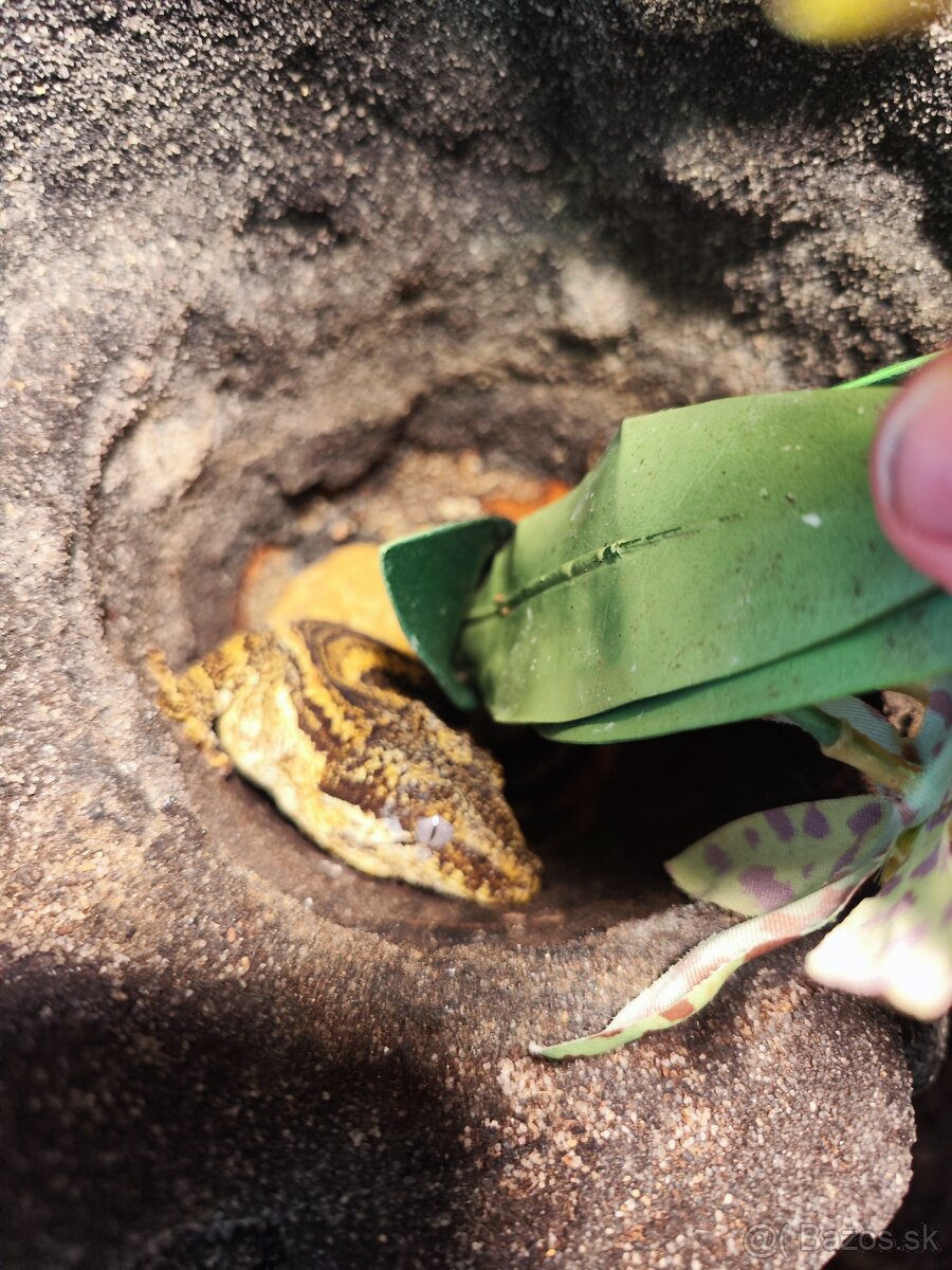 Predám terarium s pagekonmi - 2