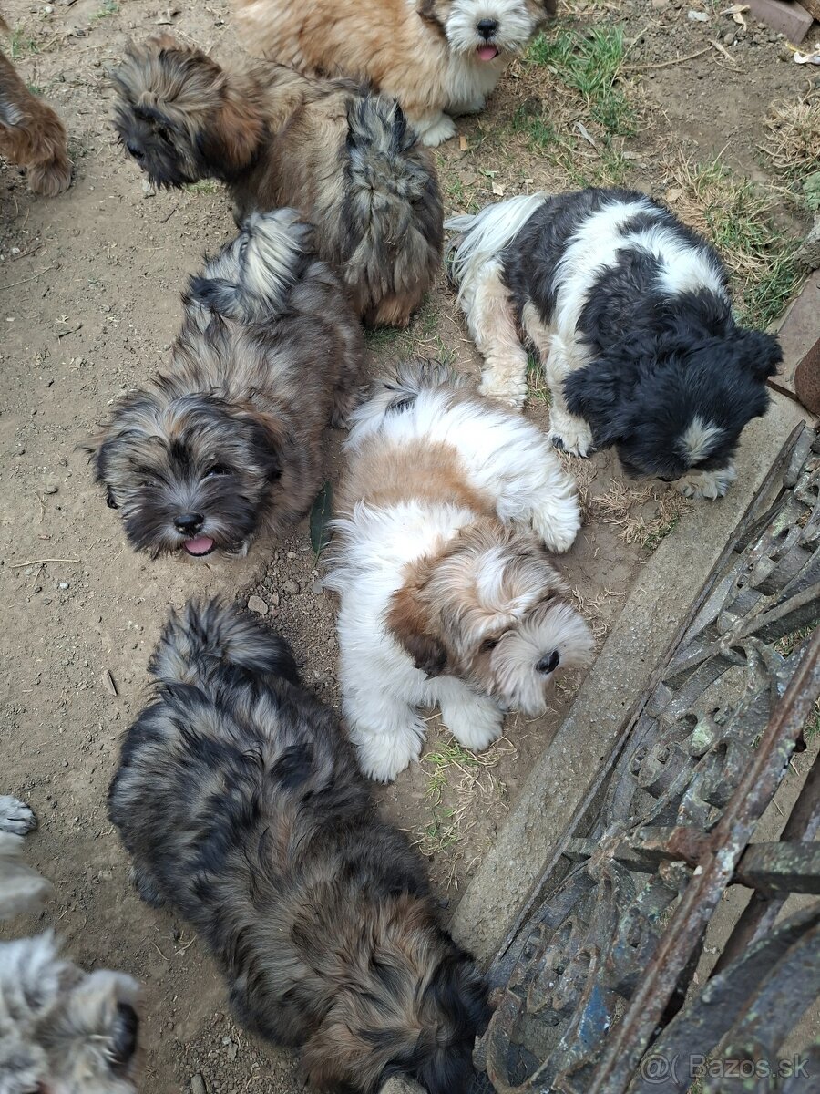 Lhasa abso - 2