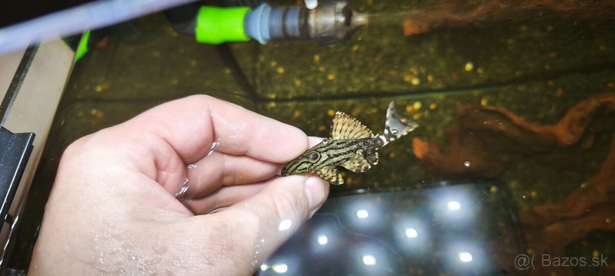 Panaque L191 Royal broken Line - 2