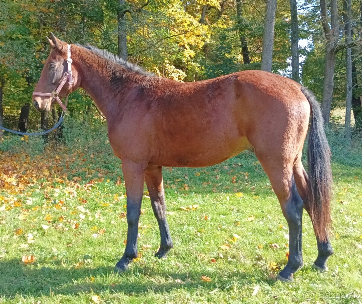 Dvouletý valach - 2