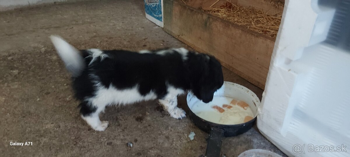 Darujem šteniatka - 2